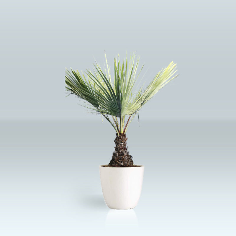 parlor palm large Parlor Palm Neanthe Bella Palm