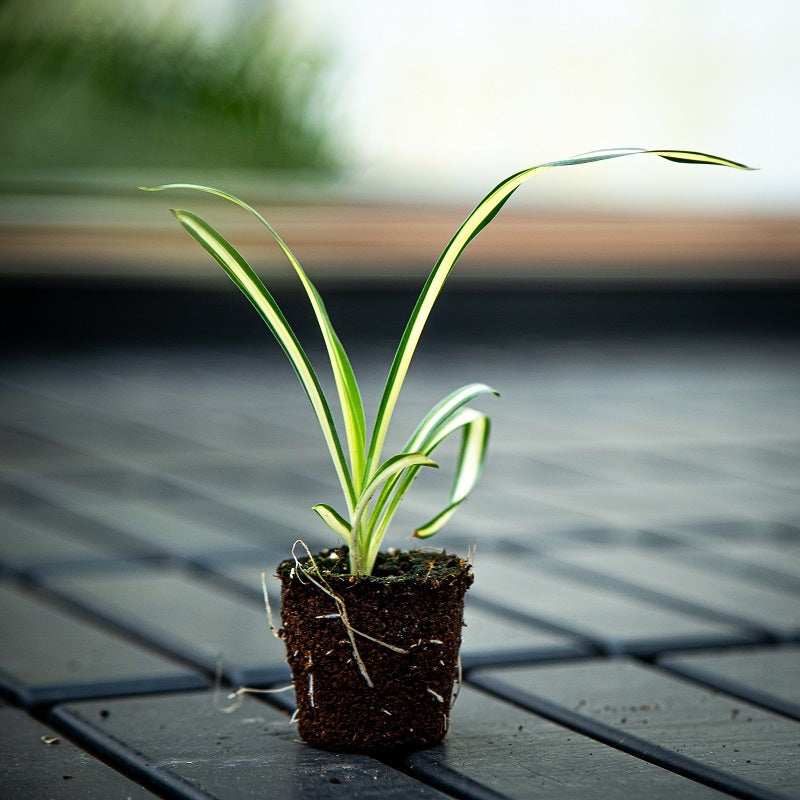 Yucca filamentosa 'Color Guard' - Palmlelie