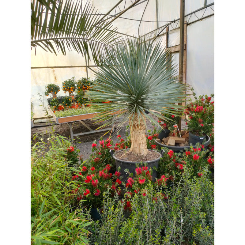 san pedro cactus plants for sale Trichocereus Pachanoi San Pedro Cactus main image 0