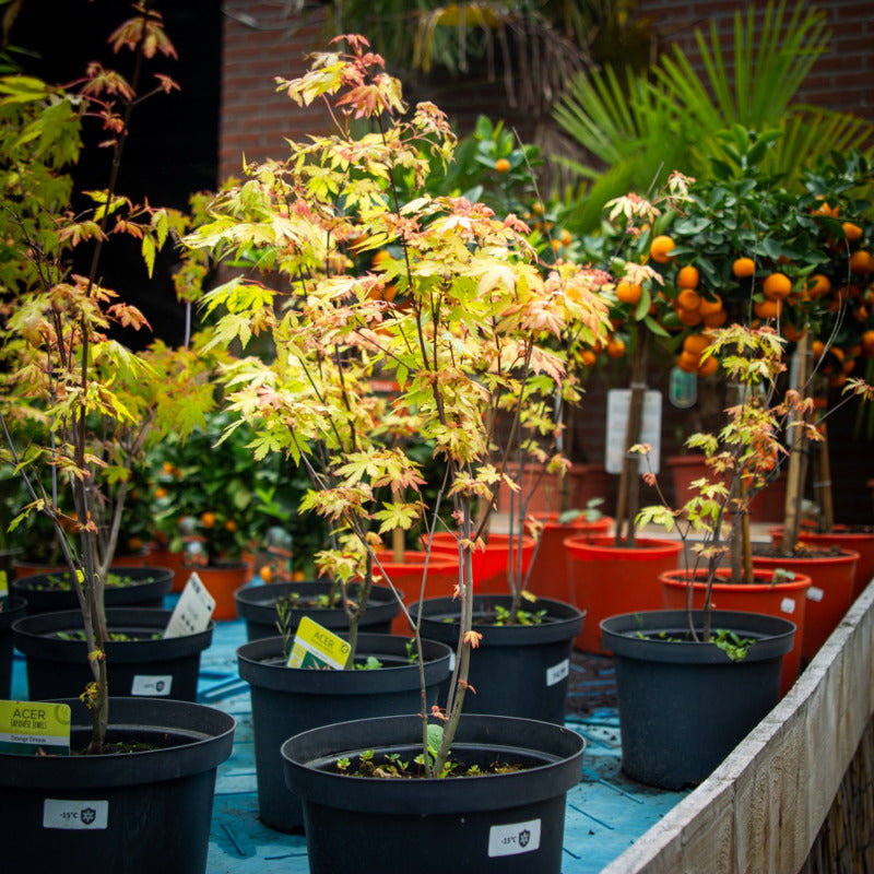 Acer palmatum 'Orange Dream' - Japanse esdoorn