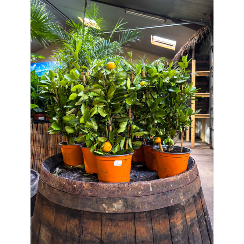 Citrus Mitis 'Calamondin' - Orange Tree - Organic  Teeninga Palmen