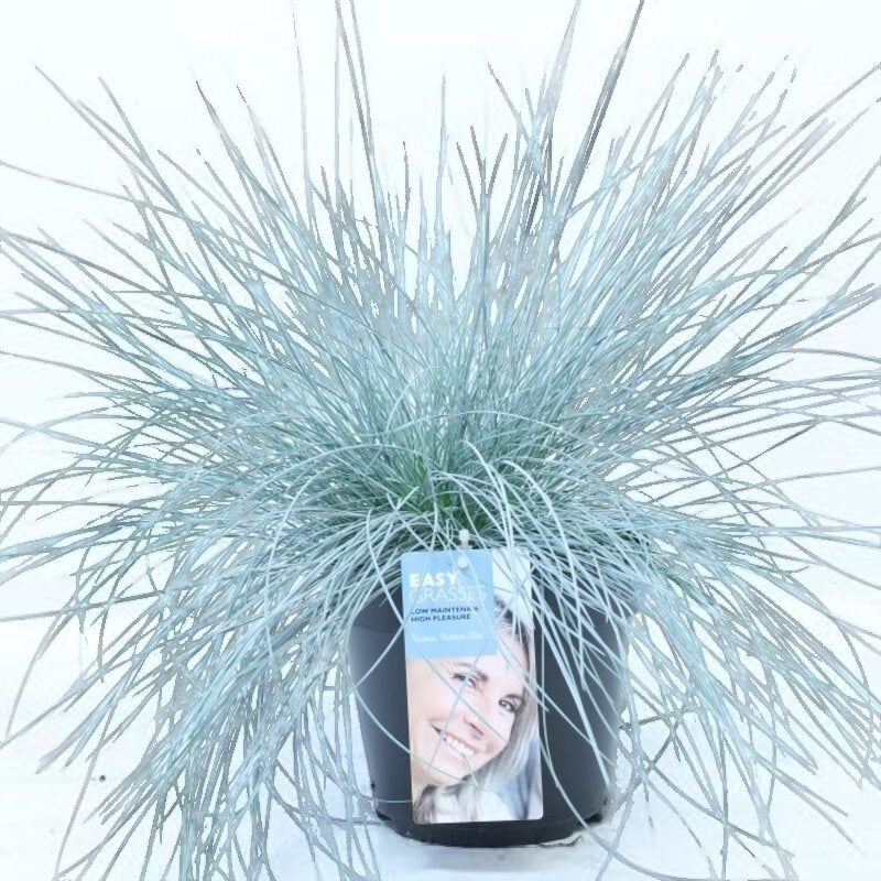Festuca glauca 'Intense Blue' - Blauw Siergras