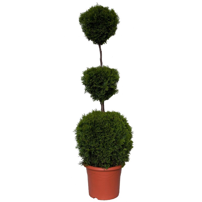 Thuja occidentalis 'Jantar' - Italian topiary - Western Arborvitae   Teeninga Palmen