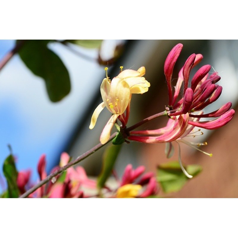 Lonicera periclymenum 'Serotina' - Kamperfoelie