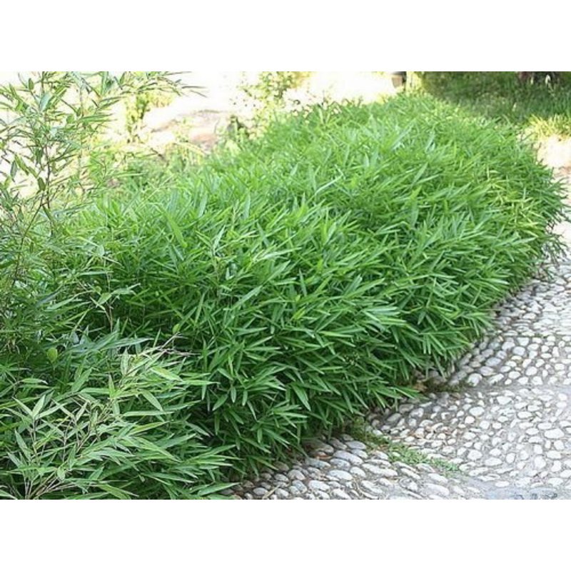 Sasa tsuboiana - Woekerende bamboe