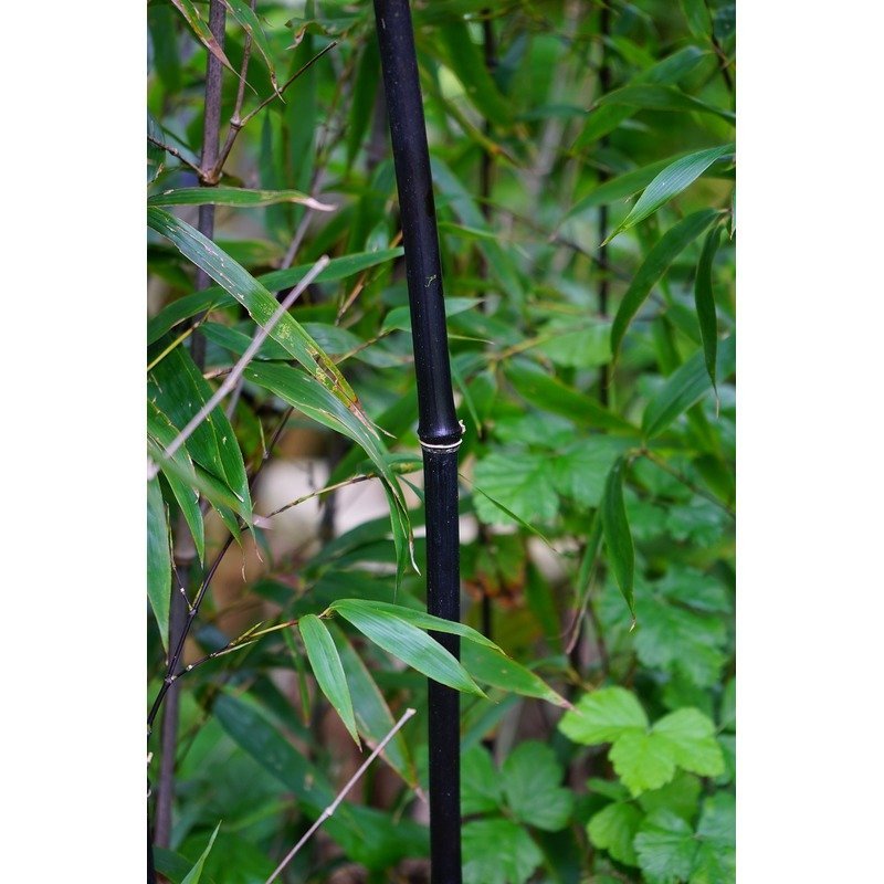 Fargesia nitida 'Black Pearl' - Non-spreading Bamboo  Teeninga Palmen