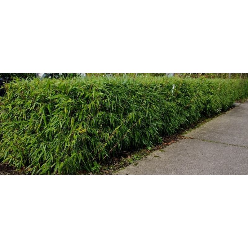 Fargesia 'Rufa' - Non-spreading bamboo  Teeninga Palmen