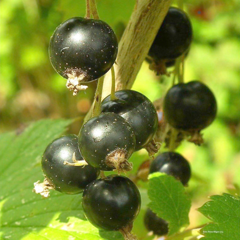 Ribes nigum - Zwarte Bessen Plant