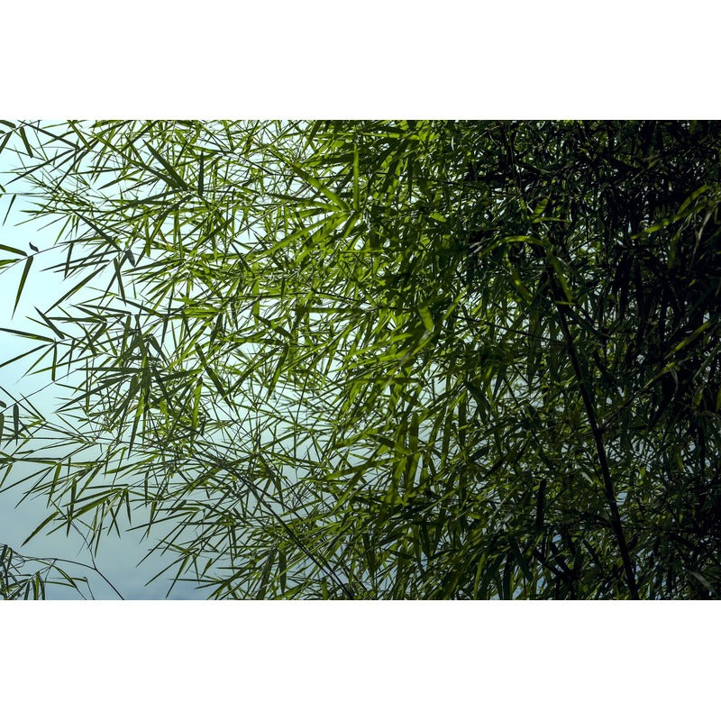 Fargesia scabrida 'Asian Wonder' - Non-spreading bamboo  Teeninga Palmen