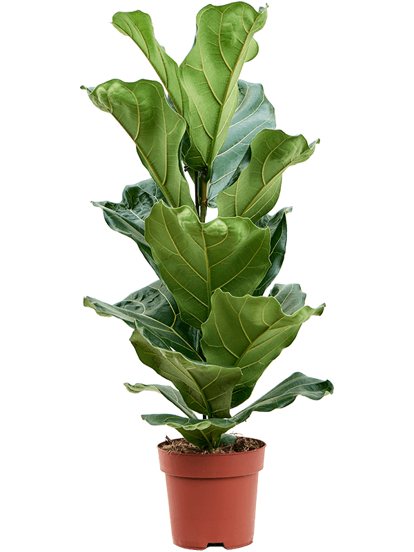 Ficus lyrata - Vioolplant