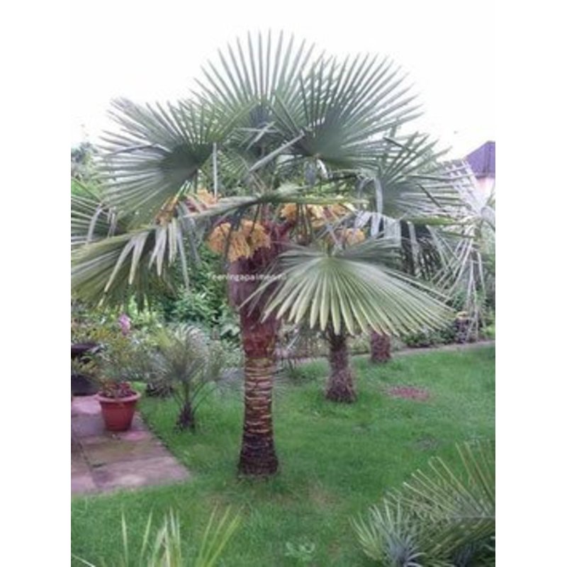 pencil cactus for sale Firestick Plant (Euphorbia tirucalli 'Sticks on Fire')