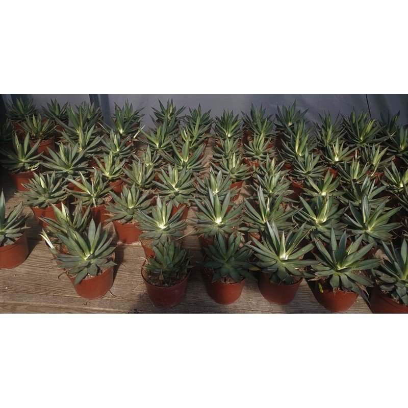 sageretia theezans bonsai Sweet Plum Sageretia Theezans Extra Large-Out of Stock – Zen Garden and  Bonsai main image 0