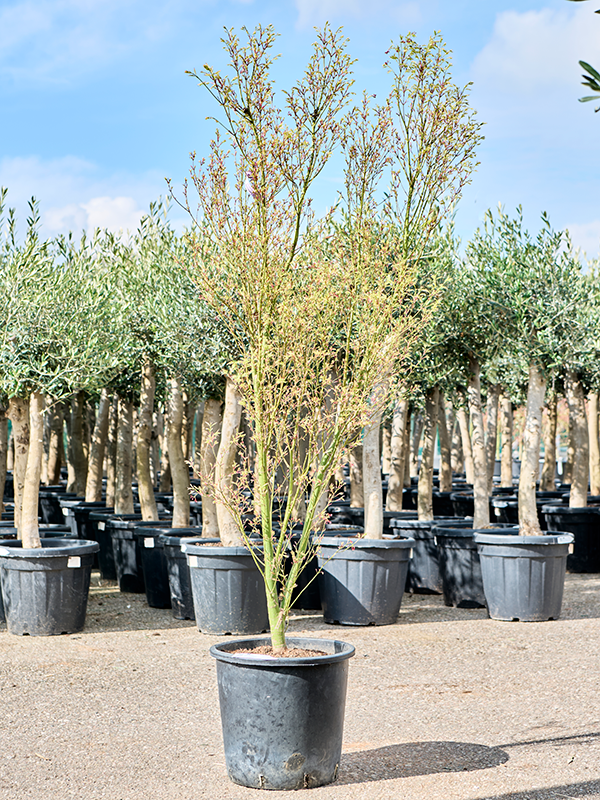 Acer palmatum 'Butterfly' - Japanse Esdoorn