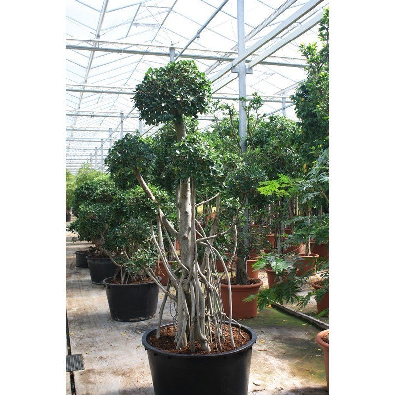 mädchenkiefer bonsai überwintern Blaue Mädchenkiefer 'Negishi' kaufen main image 1