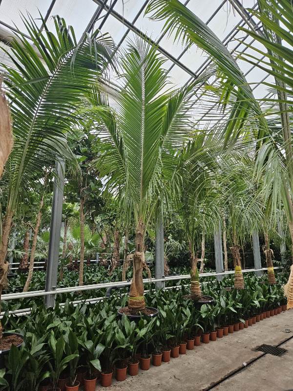 Coconut palm (Cocos nucifera)  Teeninga Palmen