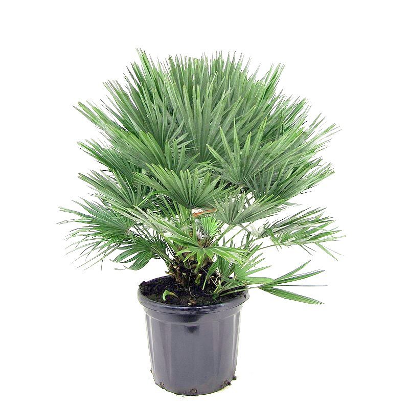 Chamaerops humilis - Vulcano