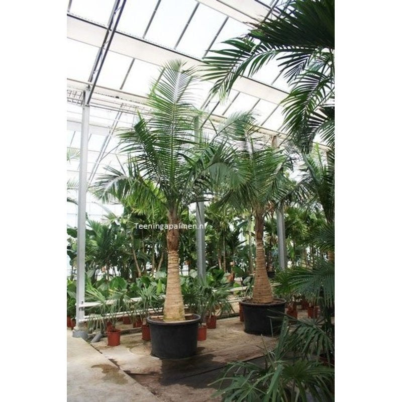 Ravenea rivularis - Majesty Palm