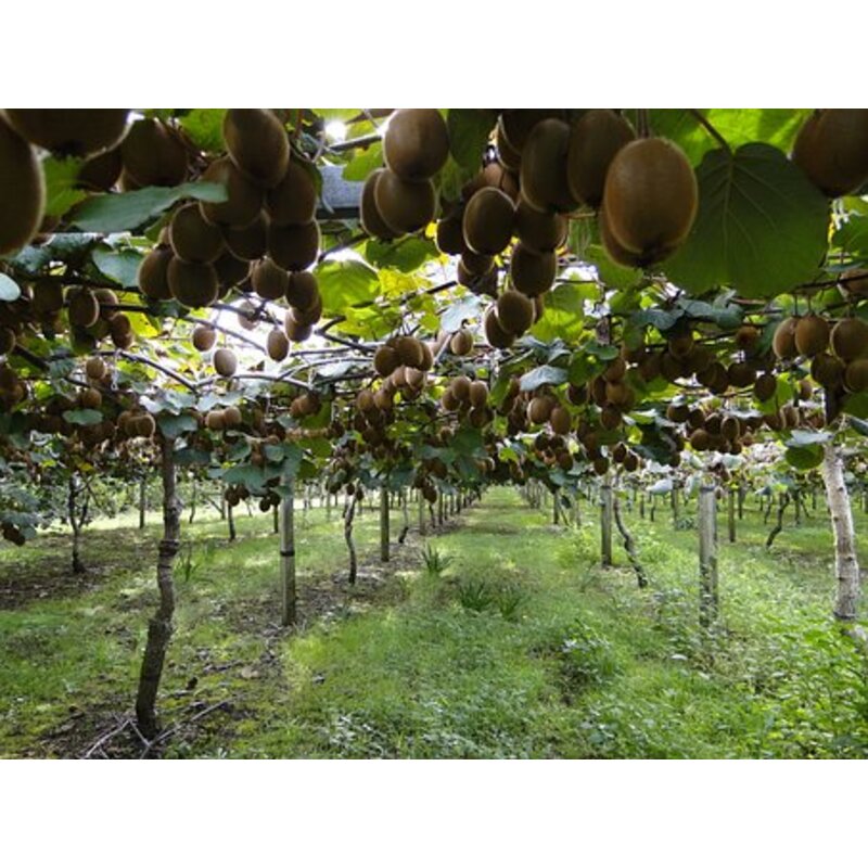 mini kiwi plant Issai Hardy Kiwi | #2 Container / QTY of 24 | Ships in