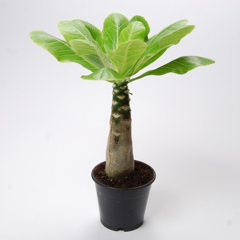 Brighamia insignis - Hawaiiaanse Palmboom