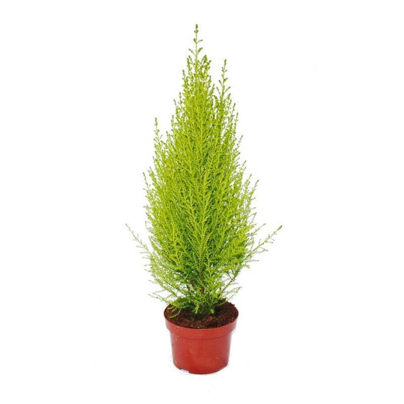 Cupressus macrocarpa 'Goldcrest Wilma' - Indoor Conifer  Teeninga Palmen