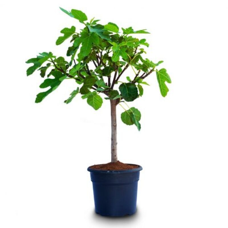 Vijgenboom (ficus carica)