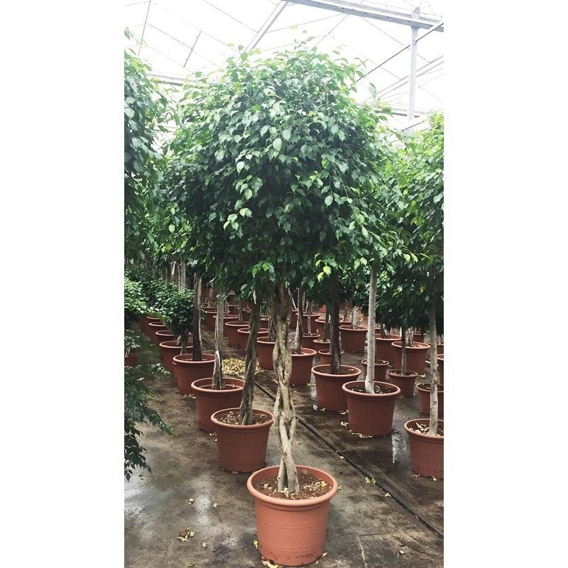 Ficus 'Exotica' - Speciale stammen