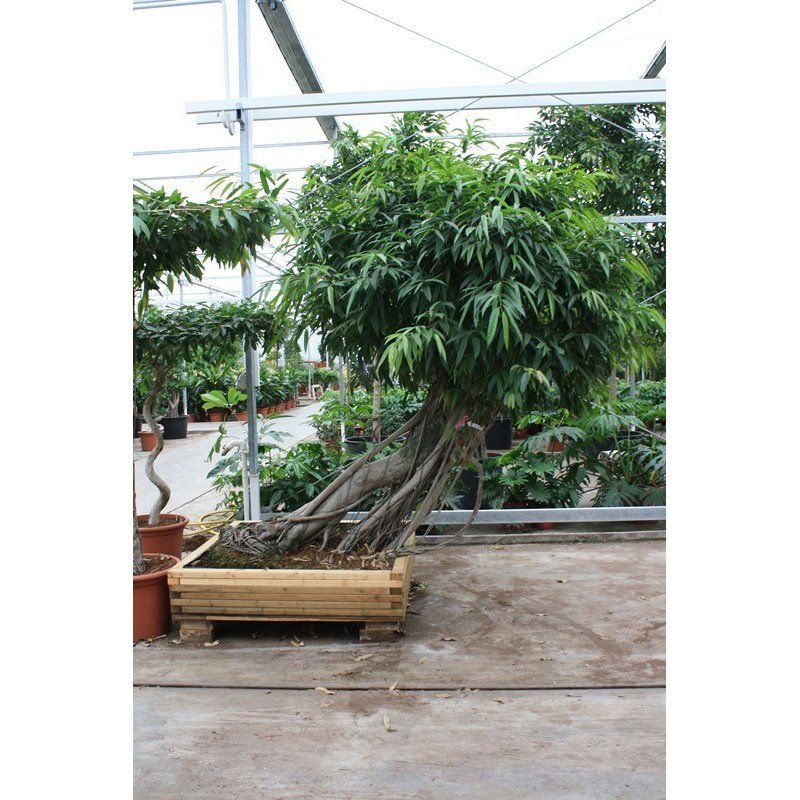 Ficus maclellandii 'Alii' - Jungle Tree  Teeninga Palmen