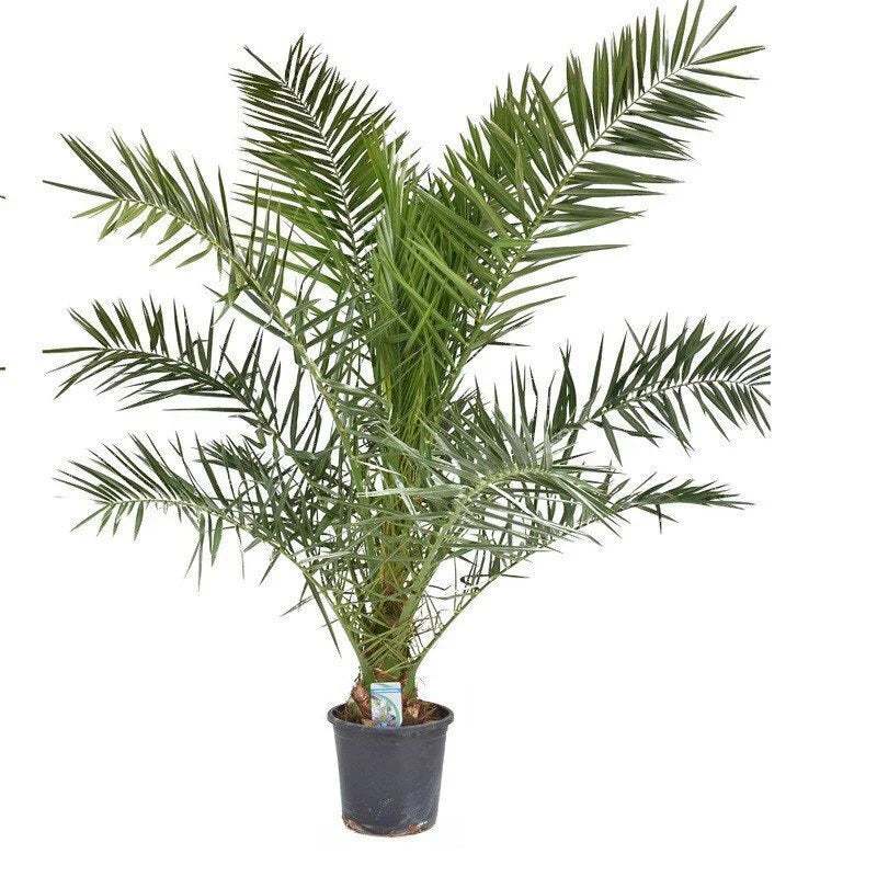 faux green plant 15-Inch Tabletop Artificial Green Leaf Plant Potted in Distressed Gray   MyGift