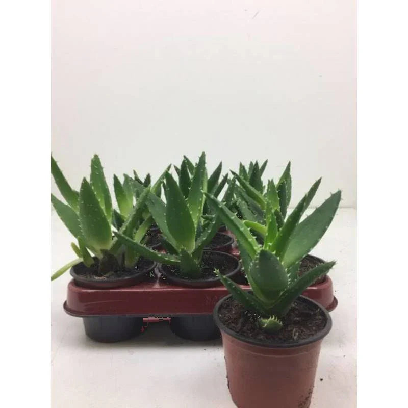 Aloevera mitriformis - Desert Succulent  Teeninga Palmen