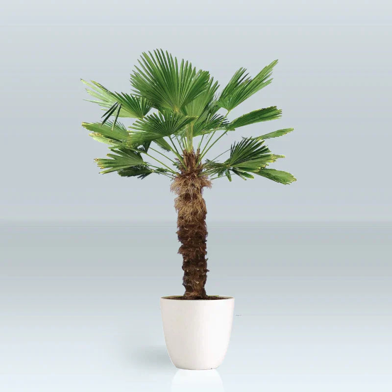 Trachycarpus Wagnerianus Wagner Palm
