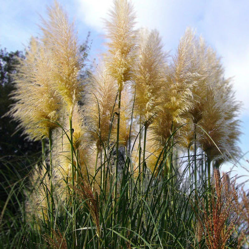 Cortaderia selloana 'Pumila' - Wit Pampasgras