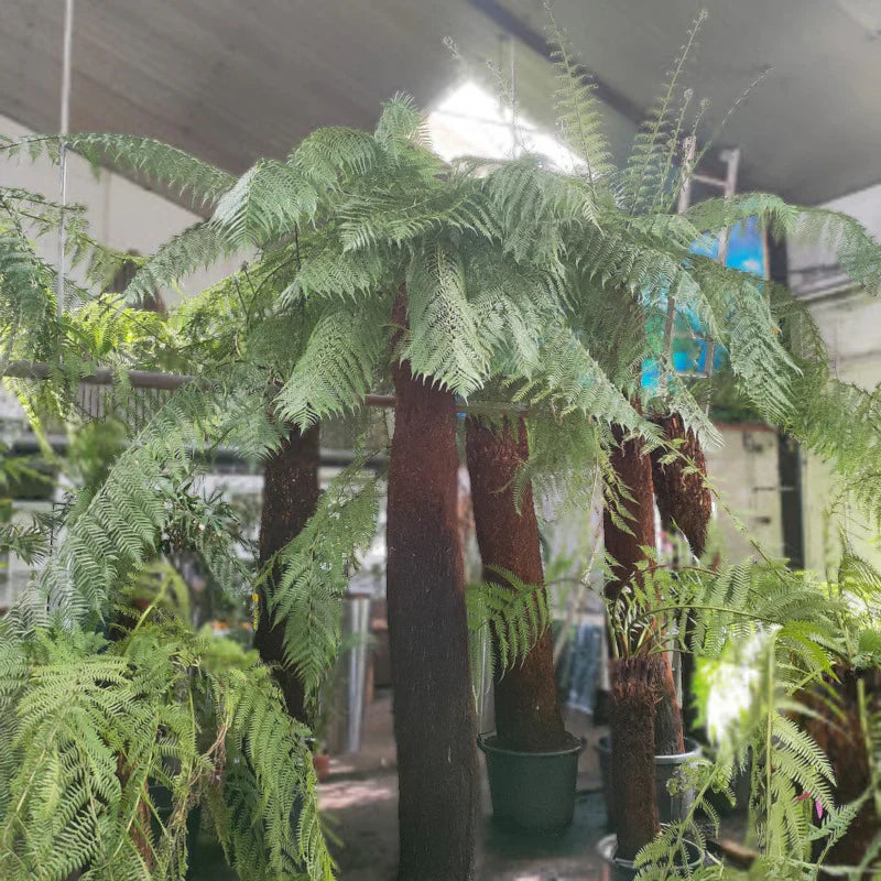 Dicksonia antarctica - Tasmanian tree fern – Teeninga Palmen