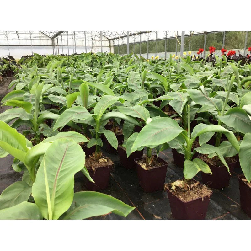 Musa 'Da Jiao' - Bak banaan  - bakbananenplant