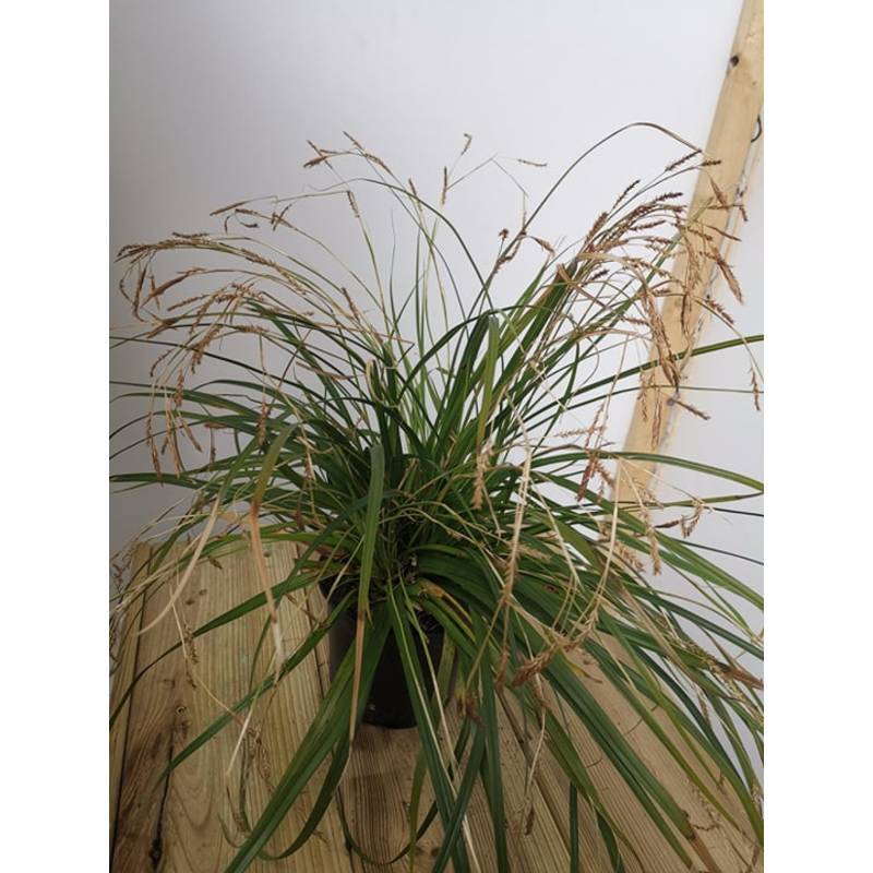 Variegata Sedge - Carex morrowii  Teeninga Palmen