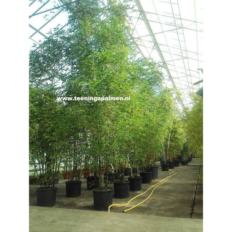 Bambusa oldhamii - Klapbamboe - Oldham's