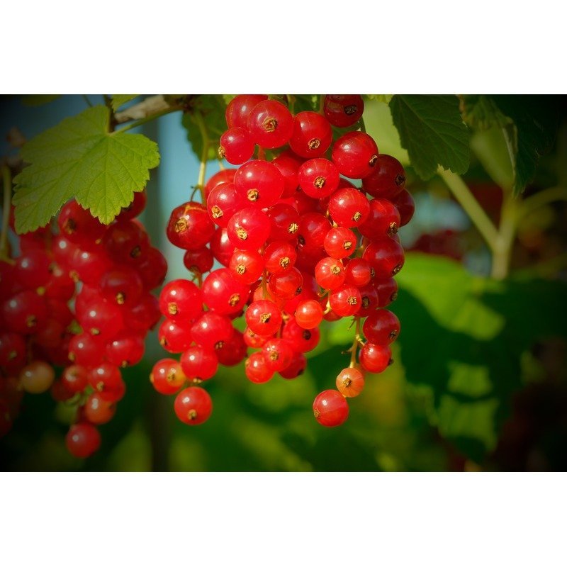 Ribes rubrum - Rode Bessen Struik - Biologisch
