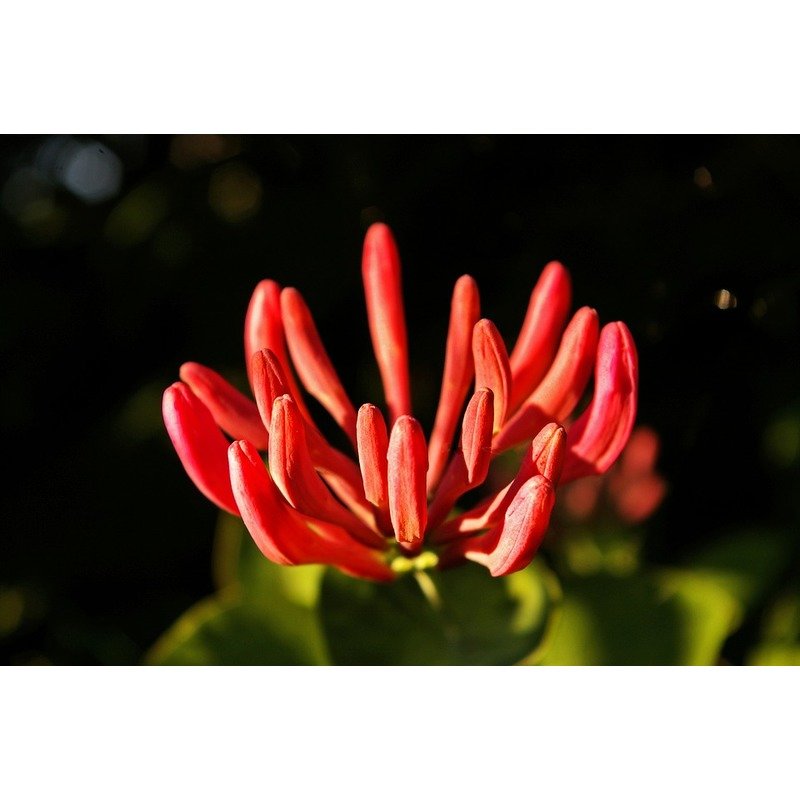 Lonicera brownii 'Dropmore Scarlet' - Honeysuckle  Teeninga Palmen