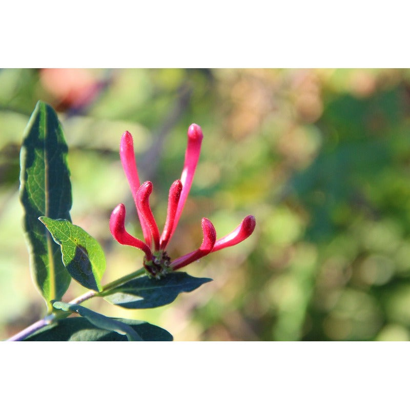 Lonicera caerulea 'Kamtschatica' - Blue honeyberry  Teeninga Palmen