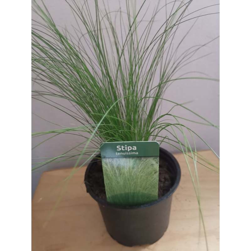 Stipa tenuissima