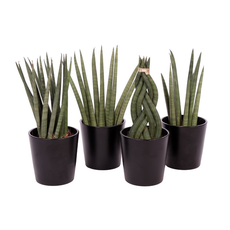 Sansevieria  Teeninga Palmen