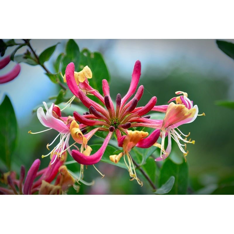 Honeysuckle - Lonicera henryi  Teeninga Palmen