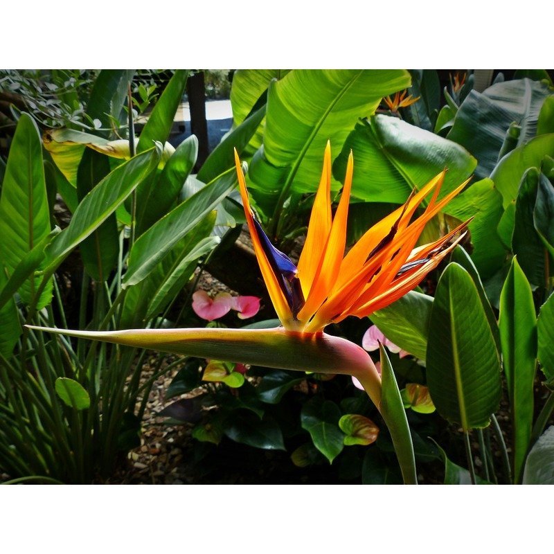 Strelitzia - Bird of Paradise flower  Teeninga Palmen