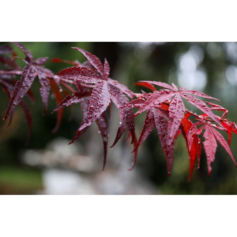Acer palmatum 'Atropurpureum' - Japanse Esdoorn