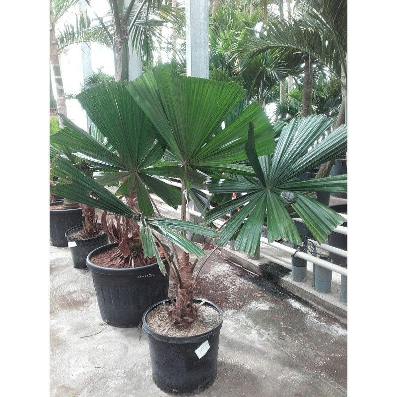 Licuala ramsayi - Australian Fan Palm  Teeninga Palmen