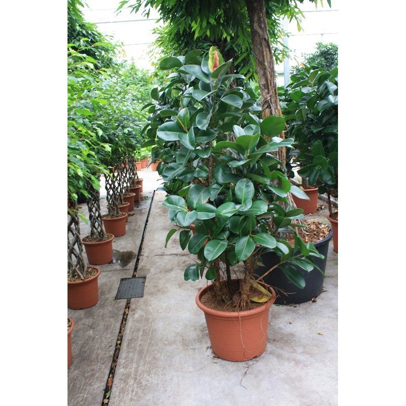 Ficus Elastica - Indische Rubberboom
