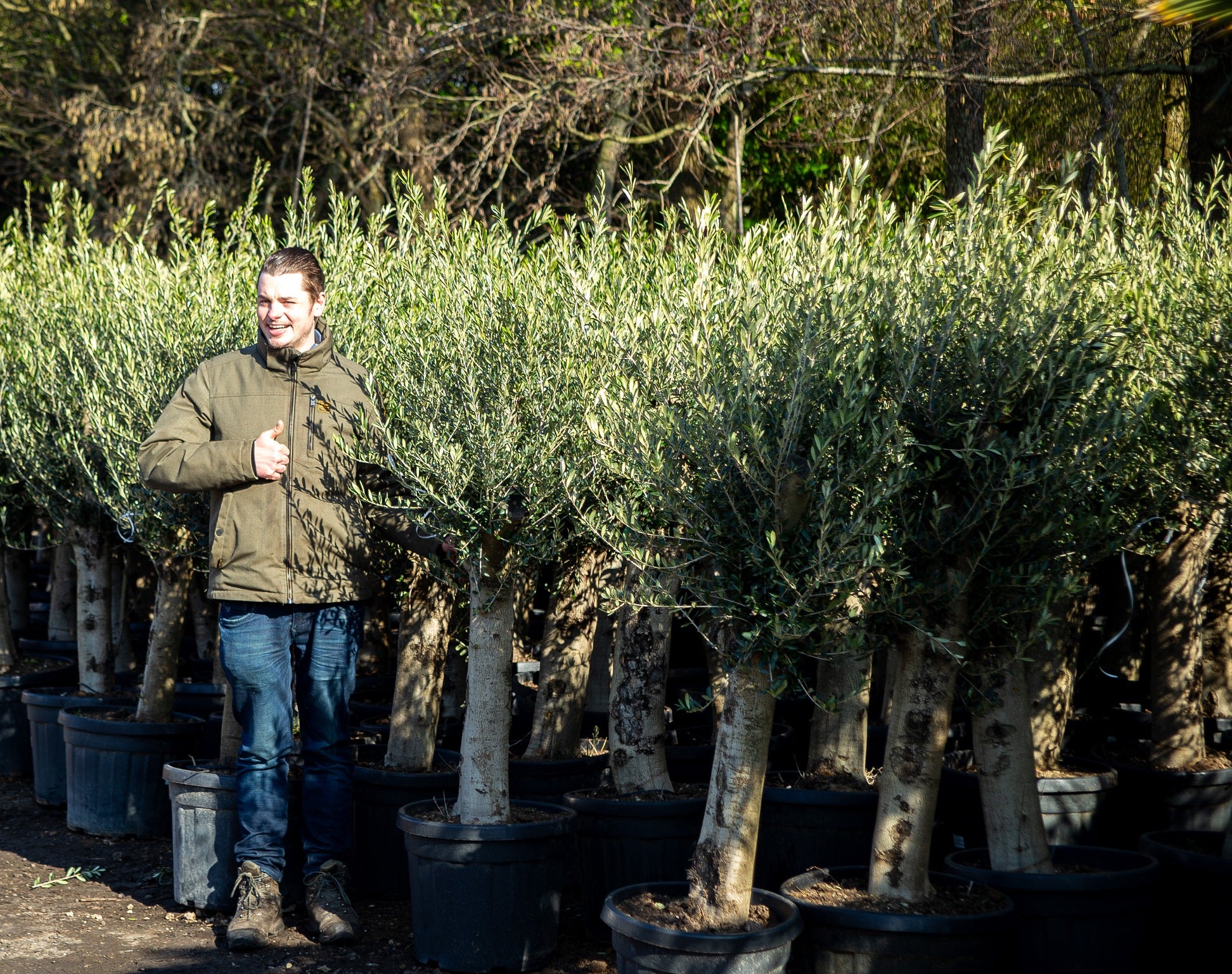 Olea europaea - Olijfboom