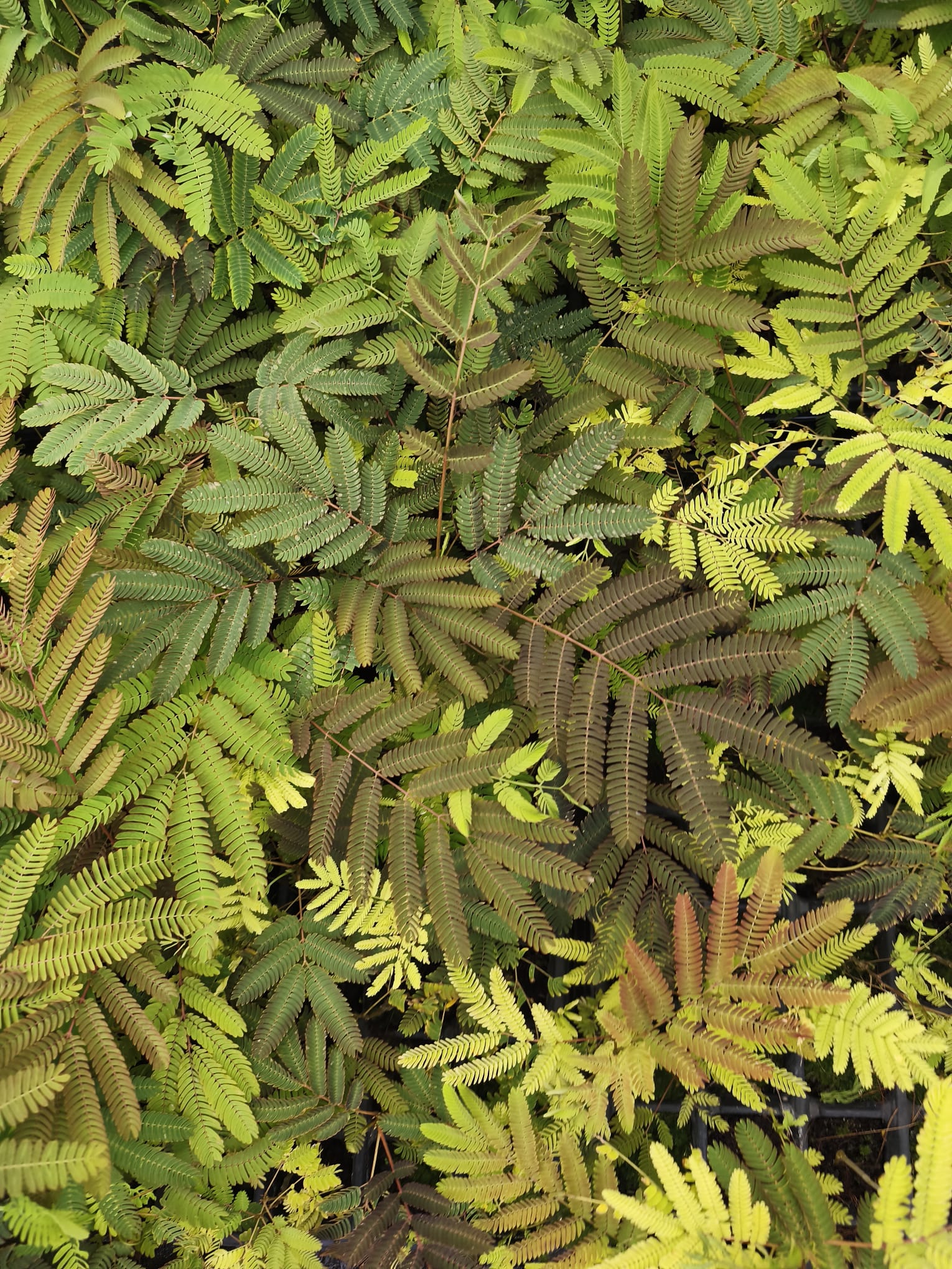 Albizia julibrissin 'Chocolate' – Perzische Slaapboom met Diep Chocoladebruin Blad