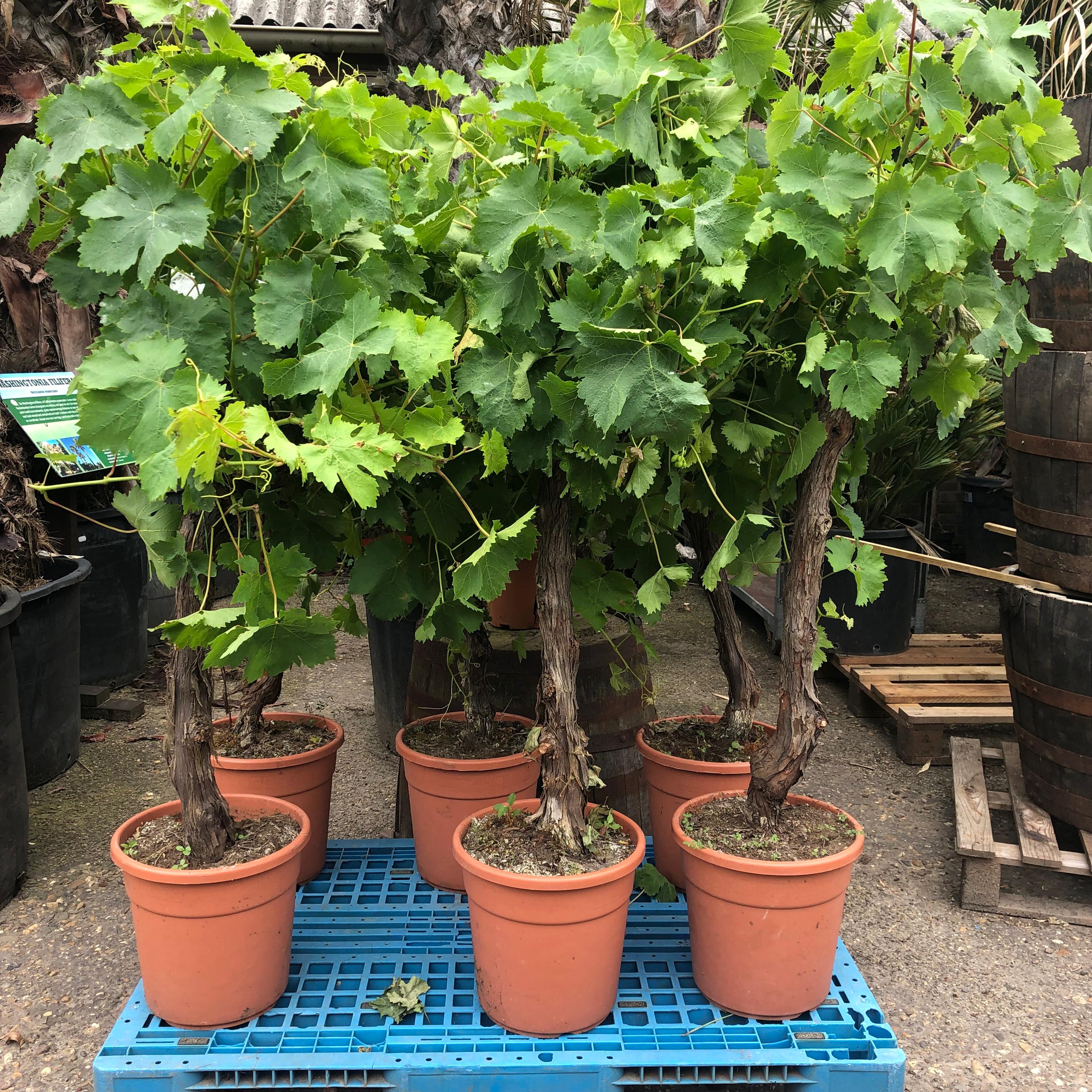 Vitis vinifera - White grape vine - Organic