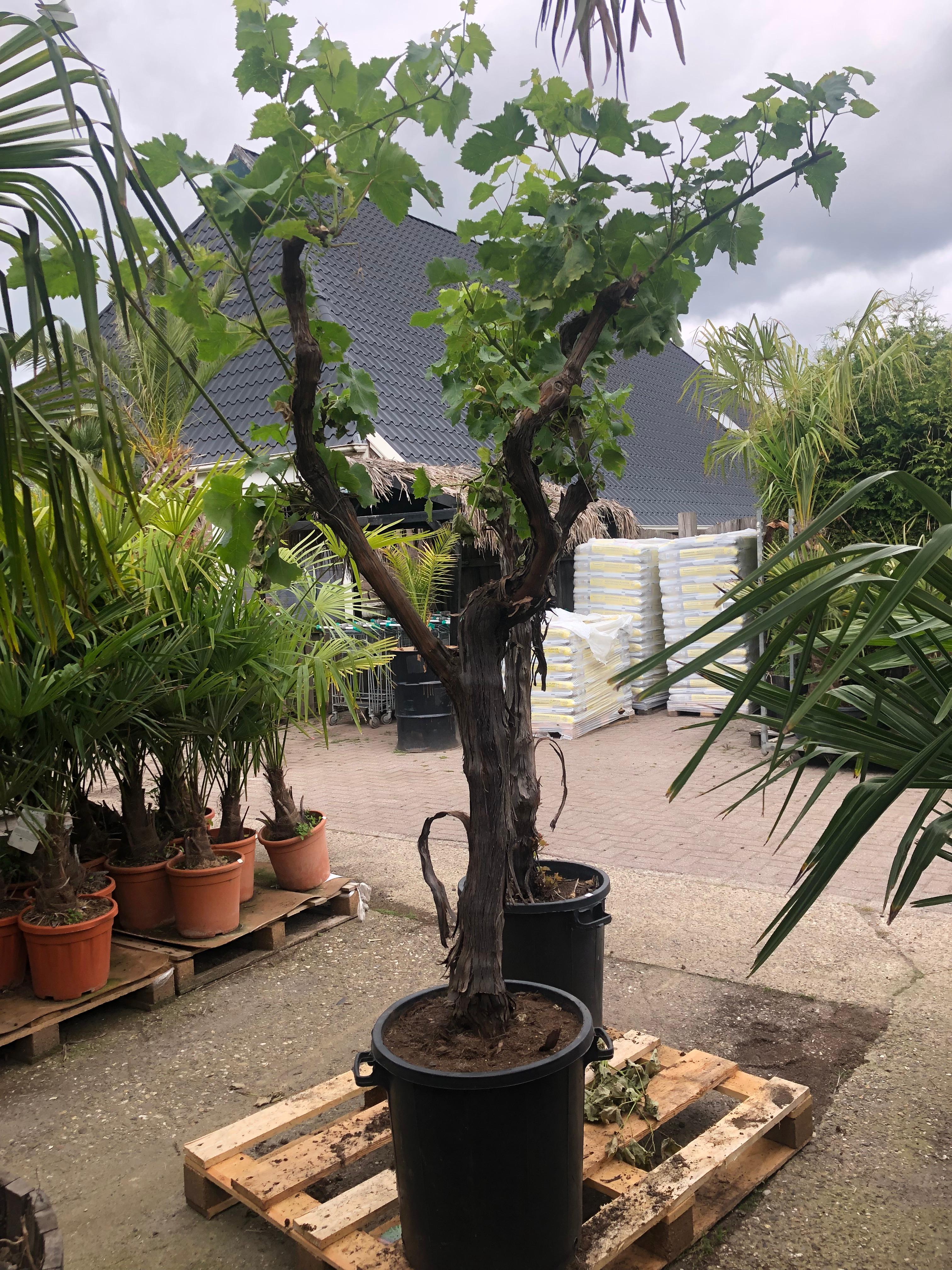Vitis vinifera - White grape vine - Organic