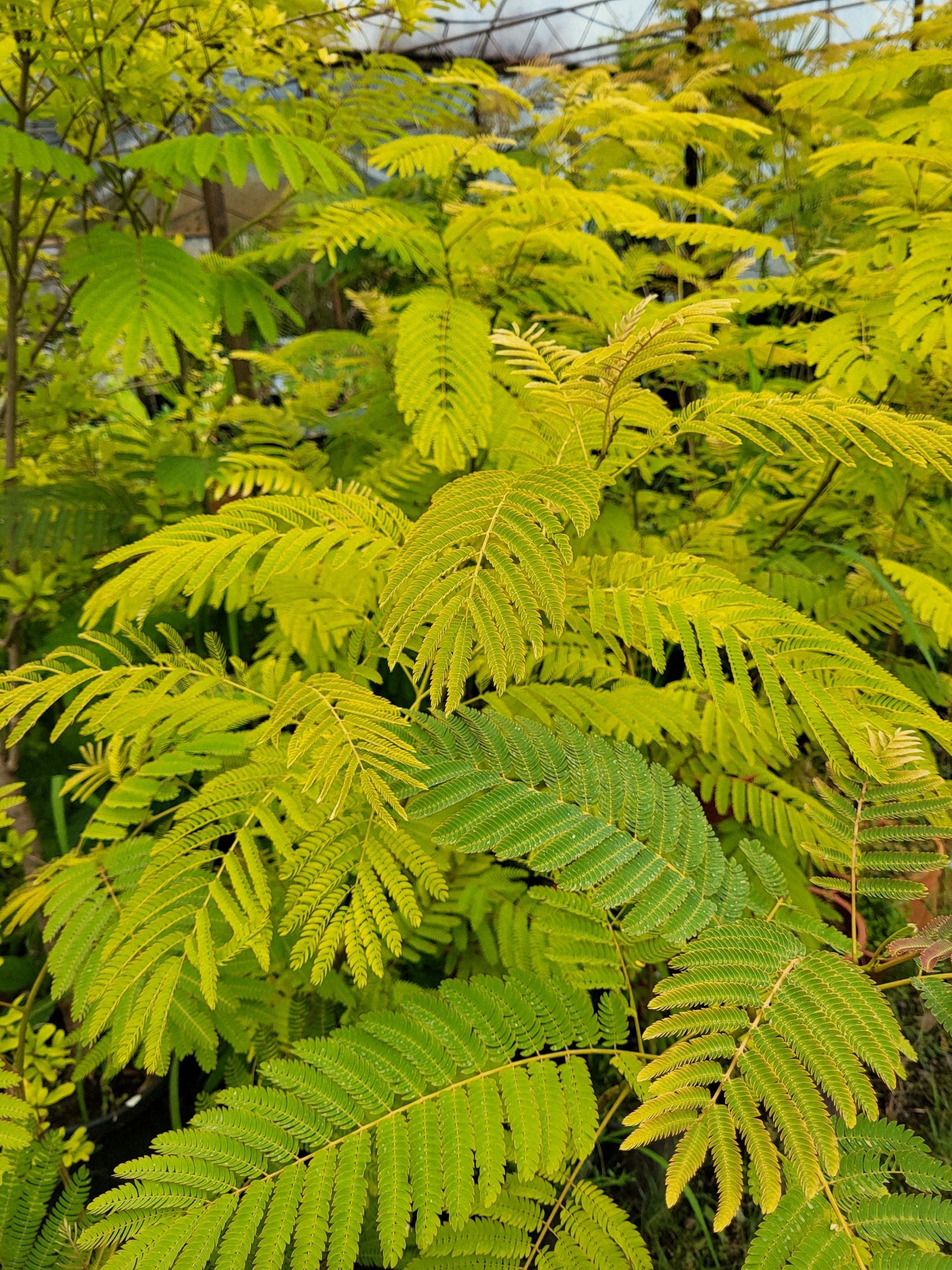 Albizia julibrissin - Perzische Slaapboom